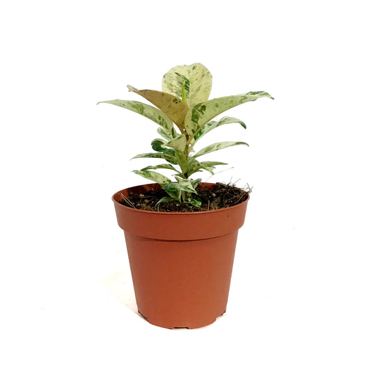 Ficus, 4in, Shivereana