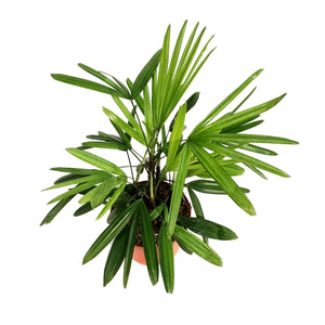 Palm, 6in, Rhapis