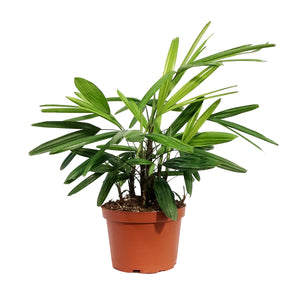 Palm, 6in, Rhapis