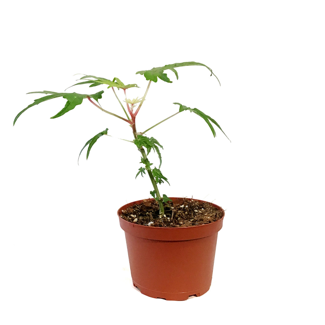 Abelmoschus Manihot, 6in, South Sea Salad Tree