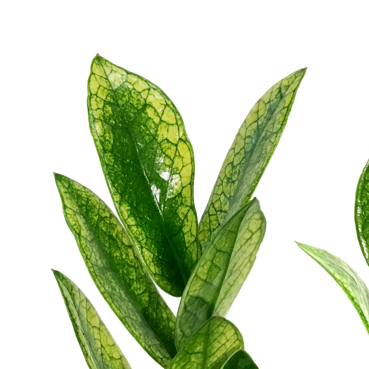 ZZ Plant, 6in, Zamioculcas Zamiifolia Chameleon