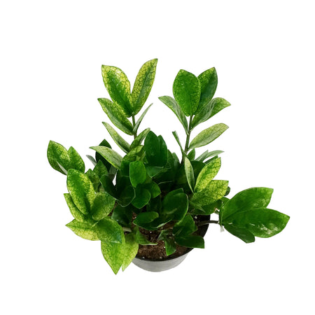 ZZ Plant, 6in, Zamioculcas Zamiifolia Chameleon