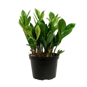 ZZ Plant, 6in, Zamioculcas Zamiifolia Chameleon