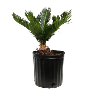 Palm, 10in, Sago