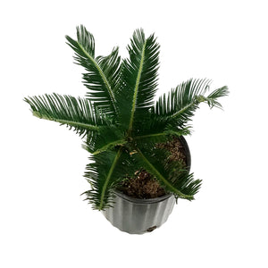 Palm, 10in, Sago