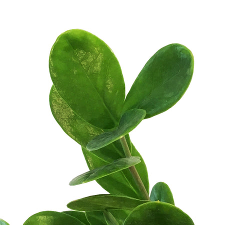 ZZ Plant, 4in, Zamioculcas Zamiifolia Lucky (Wide)