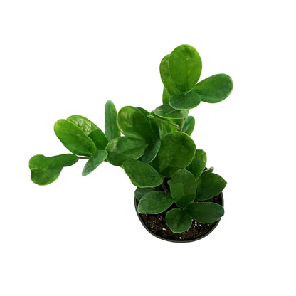ZZ Plant, 4in, Zamioculcas Zamiifolia Lucky (Wide)