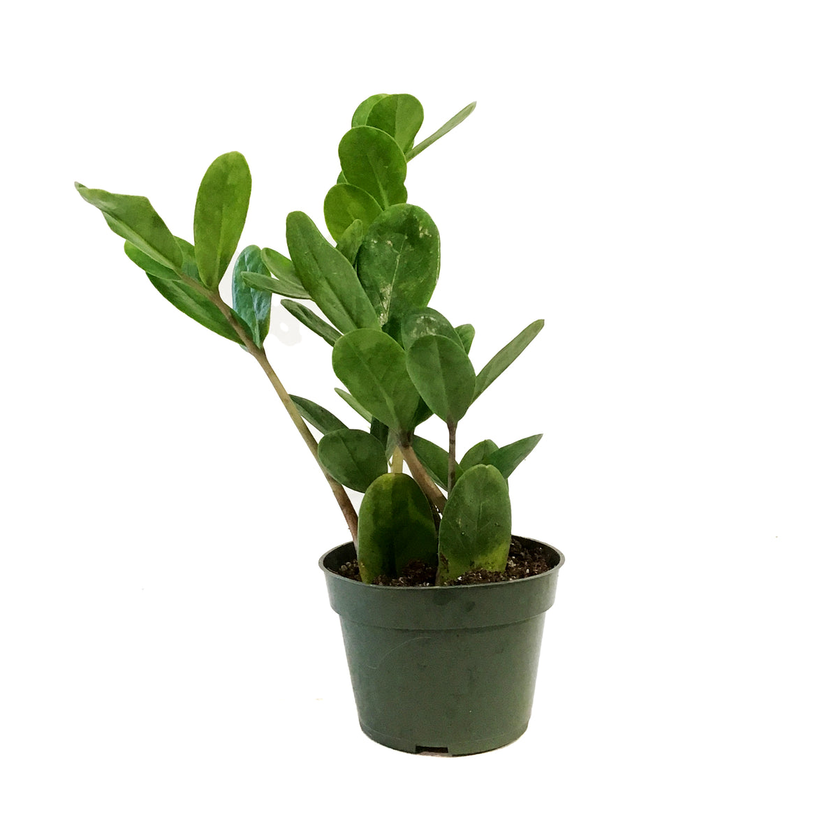ZZ Plant, 4in, Zamioculcas Zamiifolia Lucky (Wide)