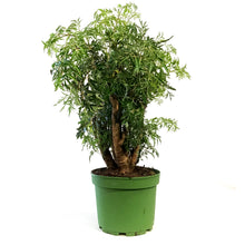 Load image into Gallery viewer, Aralia, 6in, Ming Stump
