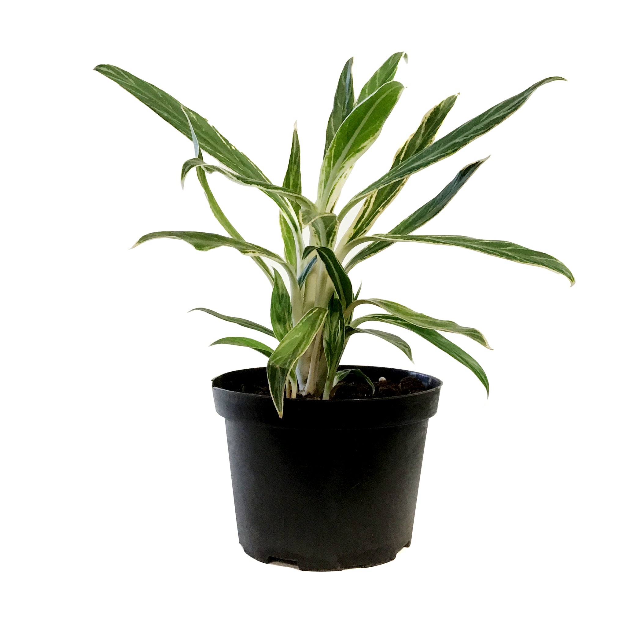 aglaonema ric Aglaonema, 6in, Rice – Floral Acres Greenhouse & Garden Centre
