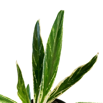 Aglaonema, 6in, Rice