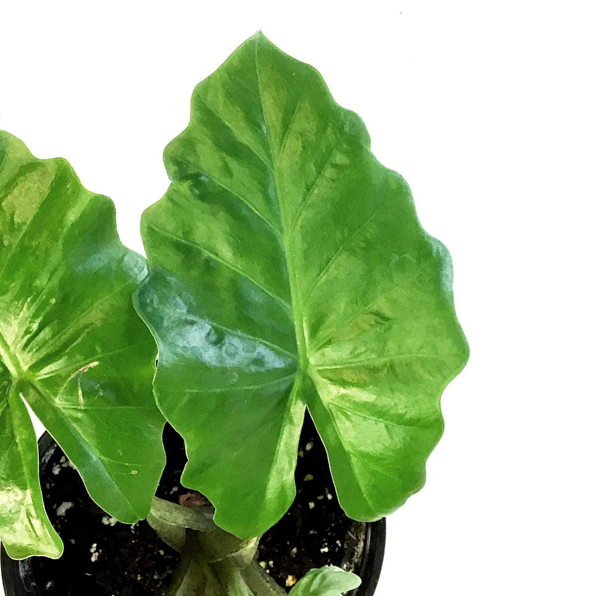 Alocasia, 6in, Corazon