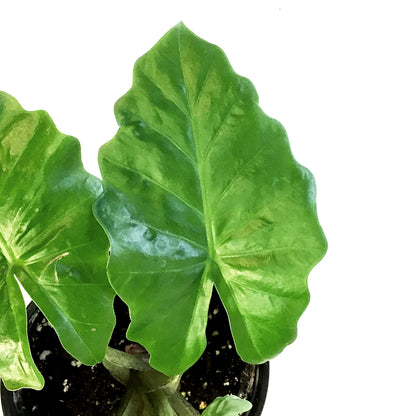Alocasia, 6in, Corazon