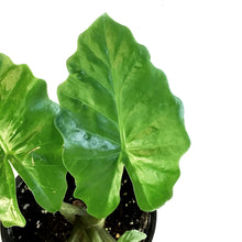 Load image into Gallery viewer, Alocasia, 6in, Corazon
