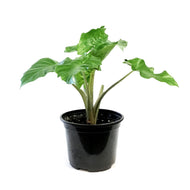 Alocasia, 6in, Corazon