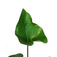 Load image into Gallery viewer, Anthurium, 6in, Arrow
