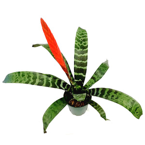 Bromeliad, 5in, Vriesea Espada