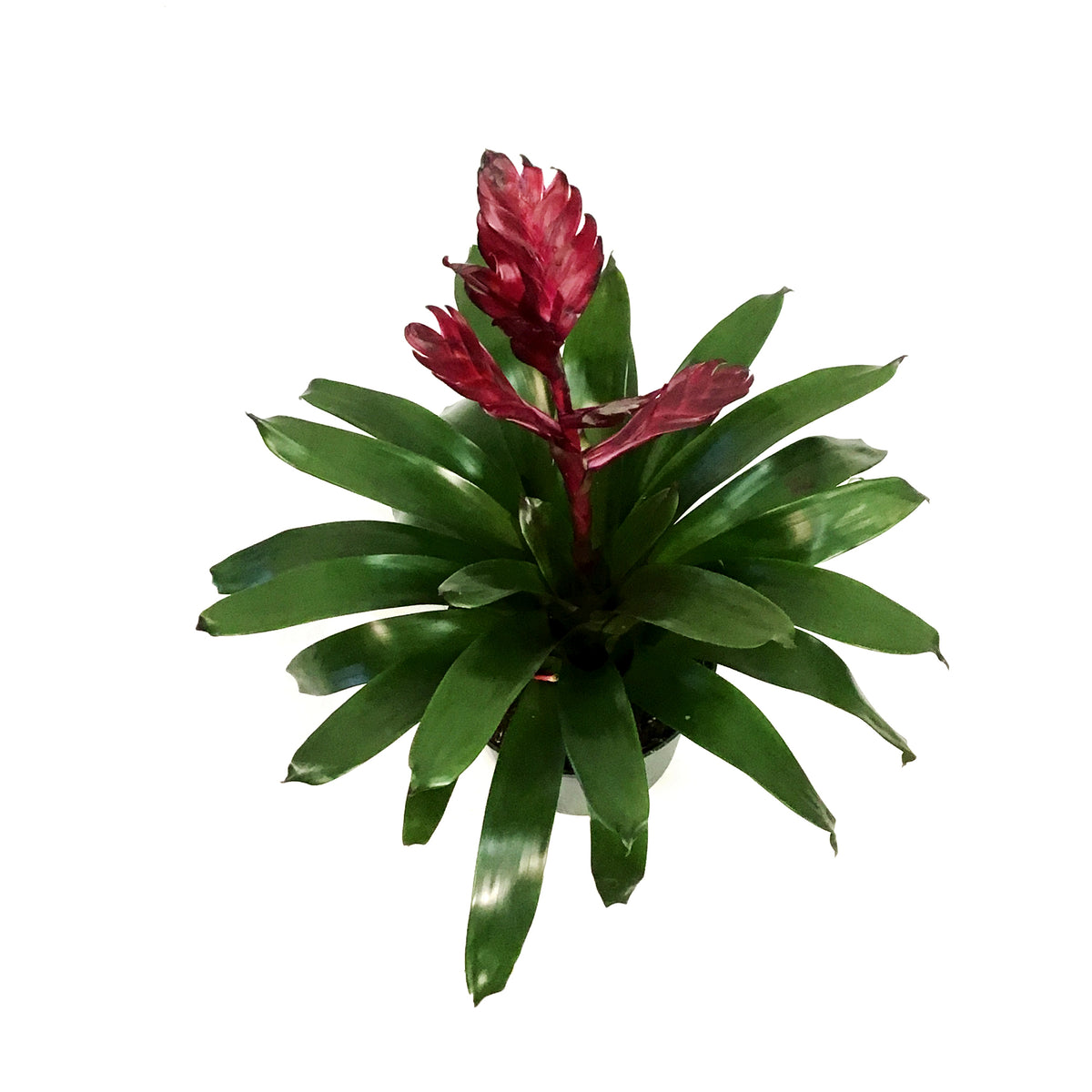 Bromeliad, 6in, Vriesea Albertina