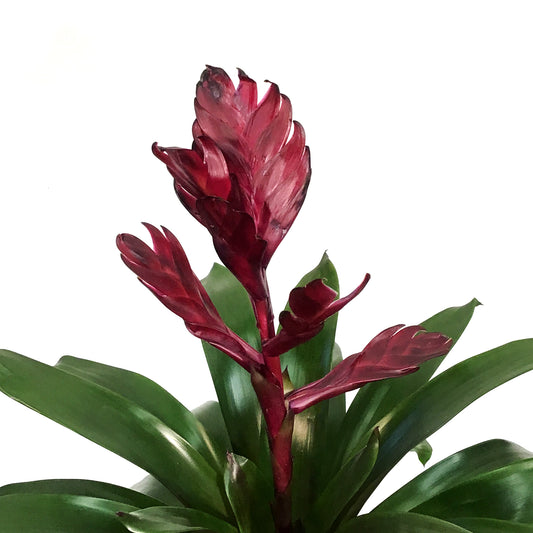 Bromeliad, 6in, Vriesea Albertina