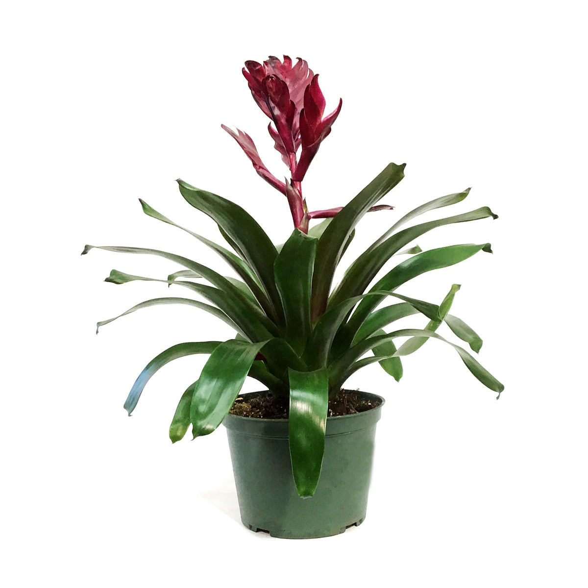 Bromeliad, 6in, Vriesea Albertina