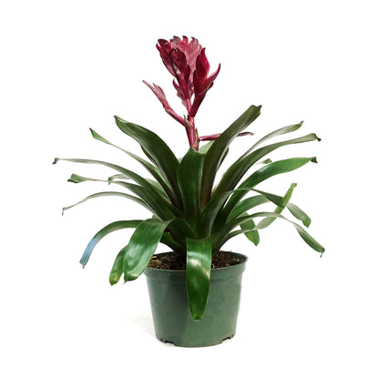 Bromeliad, 6in, Vriesea Albertina