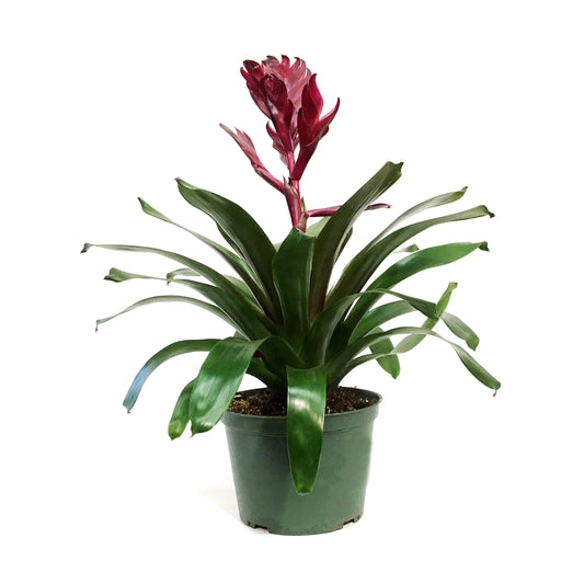 Bromeliad, 6in, Vriesea Albertina