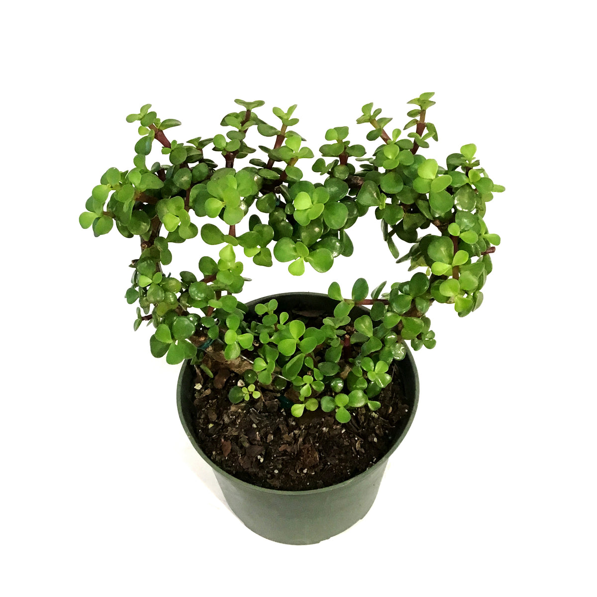 Bonsai, 6in, Jade, Heart-Shaped