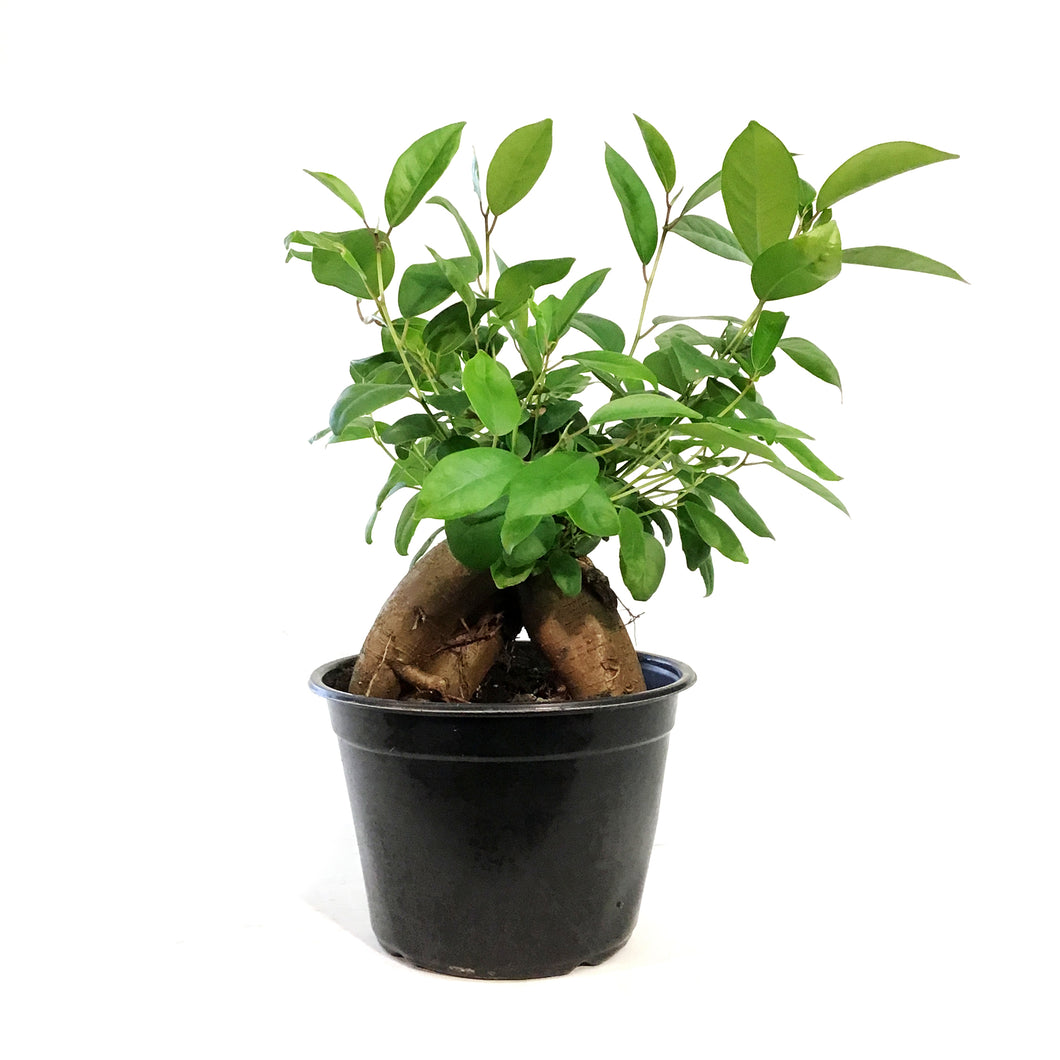 Bonsai, 6in, Ficus Ginseng