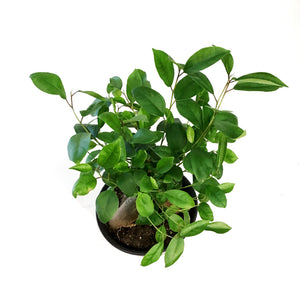 Bonsai, 6in, Ficus Ginseng