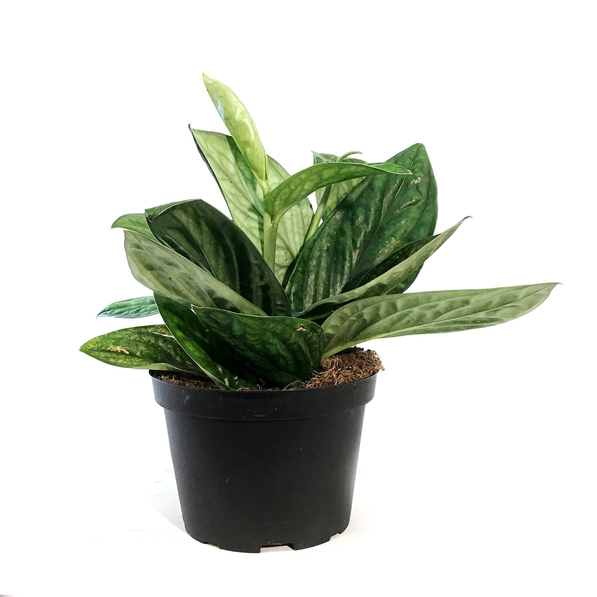 Monstera, 6in, Karstenianum Peru