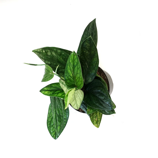 Monstera, 6in, Karstenianum Peru
