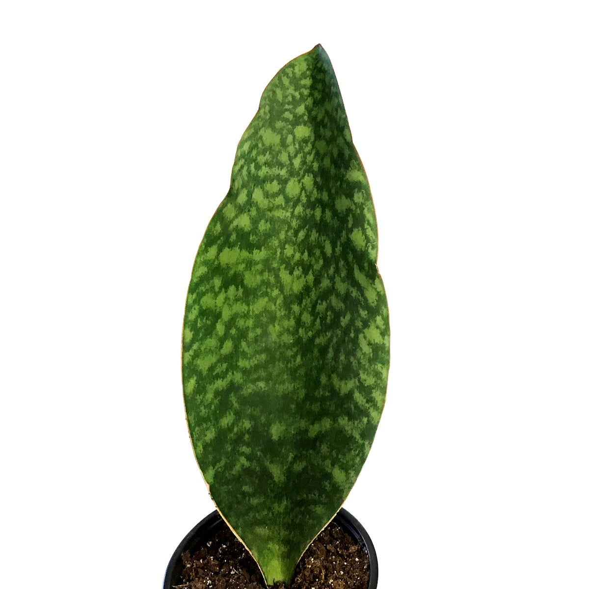 Sansevieria, 6in, Whale Fin