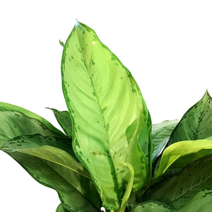 Aglaonema, 10in, BJ Freeman