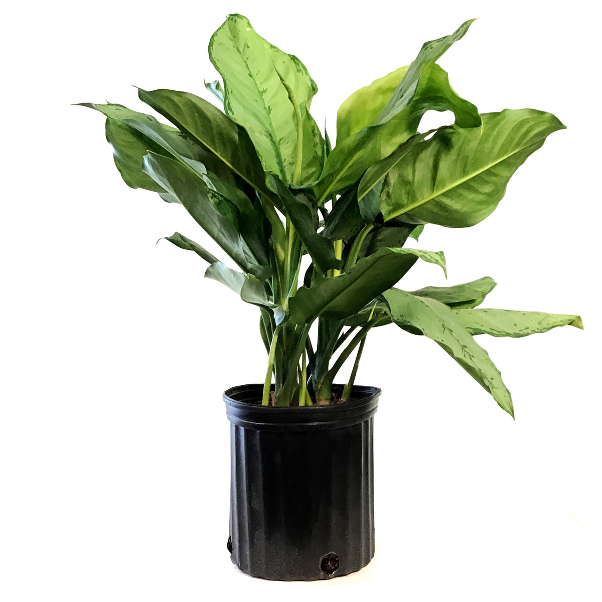 Aglaonema, 10in, BJ Freeman