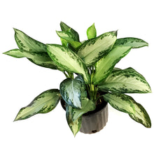 Load image into Gallery viewer, Aglaonema, 10in, Silver Bay
