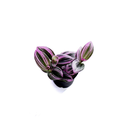 Tradescantia, 2.5in
