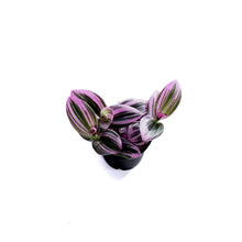 Load image into Gallery viewer, Tradescantia, 2.5in
