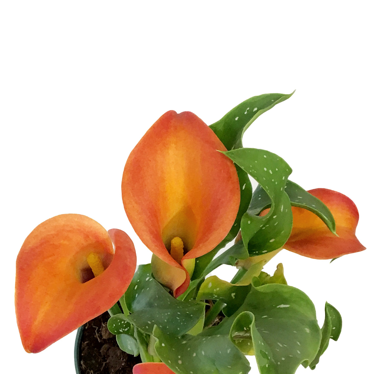 Calla Lily, 4.5in
