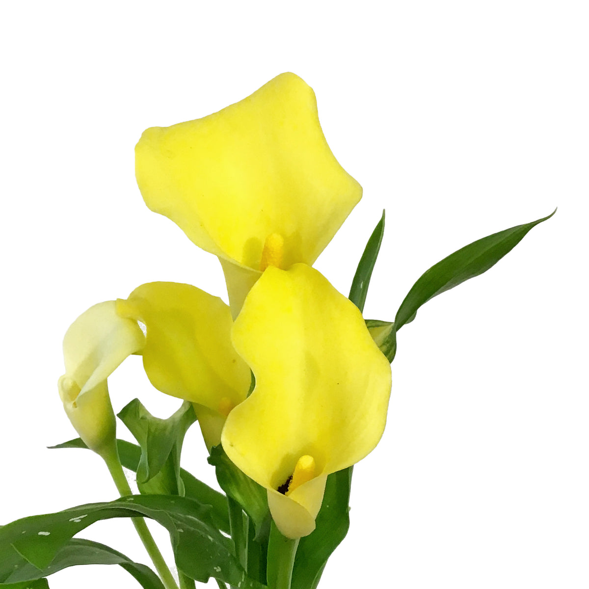Calla Lily, 4.5in