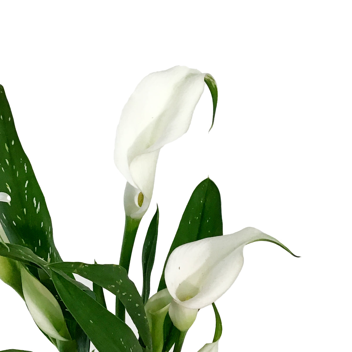 Calla Lily, 4.5in