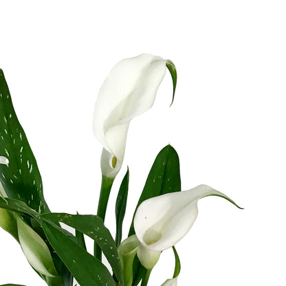 Calla Lily, 4.5in