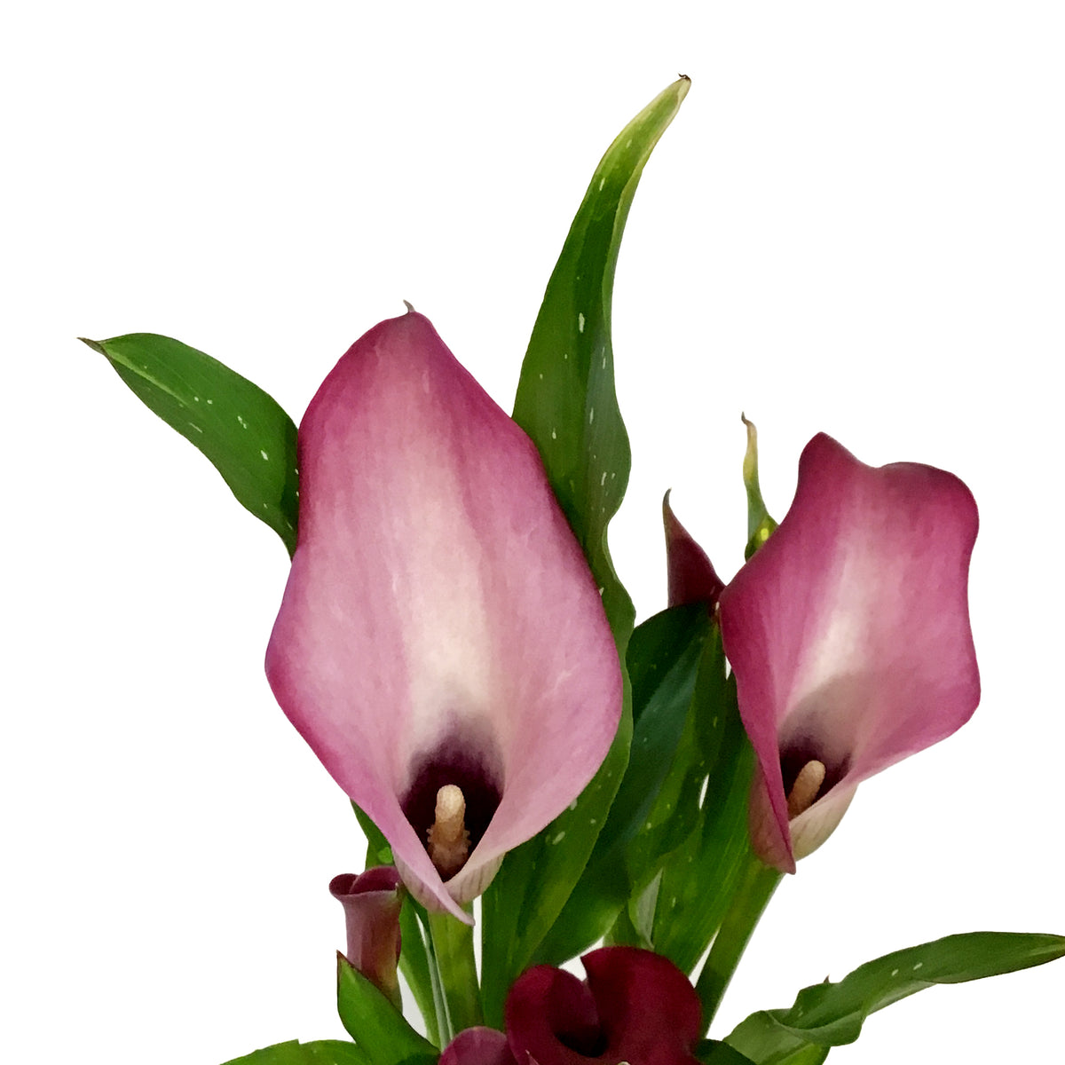 Calla Lily, 4.5in