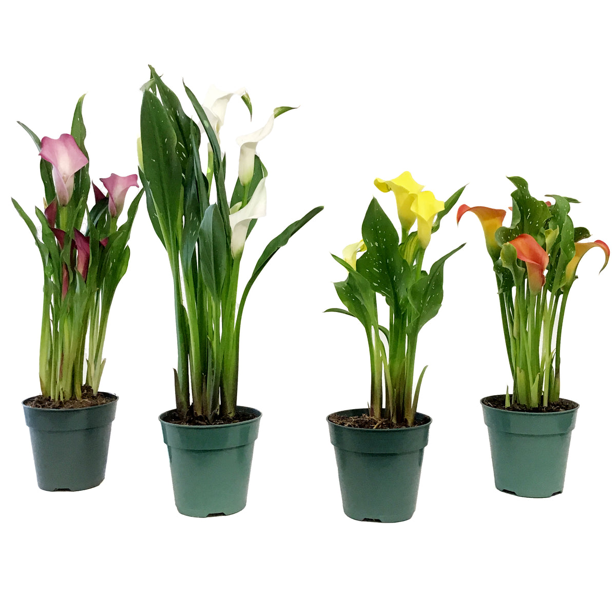 Calla Lily, 4.5in