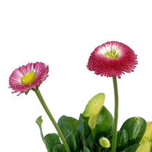 Load image into Gallery viewer, English Daisy, 4in
