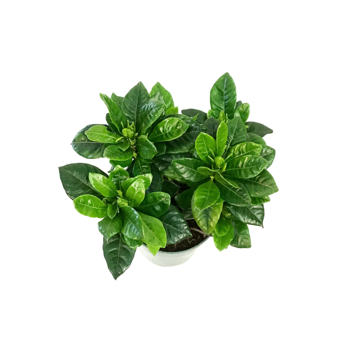 Gardenia, 4.5in