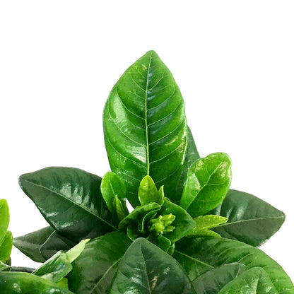 Gardenia, 4.5in