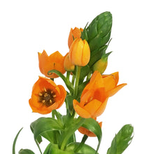 Load image into Gallery viewer, Ornithogalum, 4in
