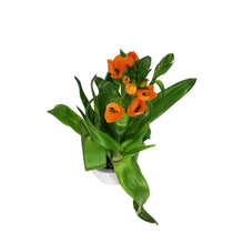 Load image into Gallery viewer, Ornithogalum, 4in
