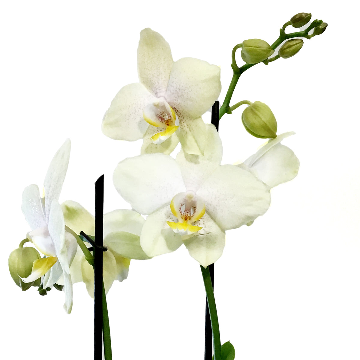 Orchid, 5in, Phalaenopsis MaximaFlora 2+ Spike