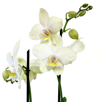 Orchid, 5in, Phalaenopsis MaximaFlora 2+ Spike